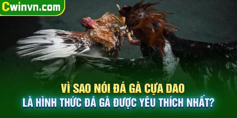 Lý do đá gà cựa dao được yêu thích và nổi tiếng Lý do đá gà cựa dao được yêu thích và nổi tiếng
