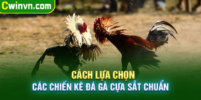 Cách lựa chọn các chiến kê đá gà cựa sắt chuẩn