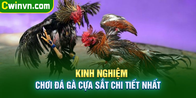 Kinh nghiệm chơi đá gà cựa sắt chi tiết nhất