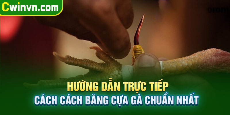 Hướng dẫn trực tiếp cách cách băng cựa gà chuẩn nhất
