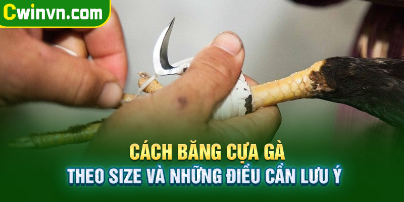 Cách băng cựa gà theo size và những điều cần lưu ý