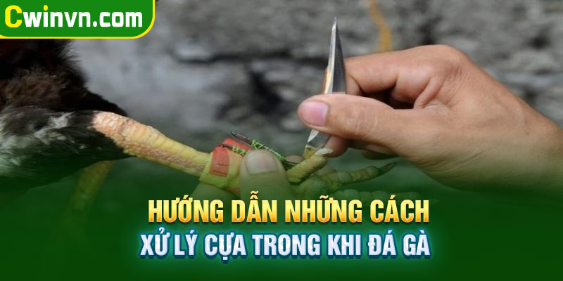 Hướng dẫn những cách xử lý cựa trong khi đá gà