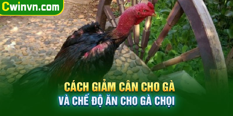 Chế độ ăn uống cho gà đá trong thời kì giảm cân