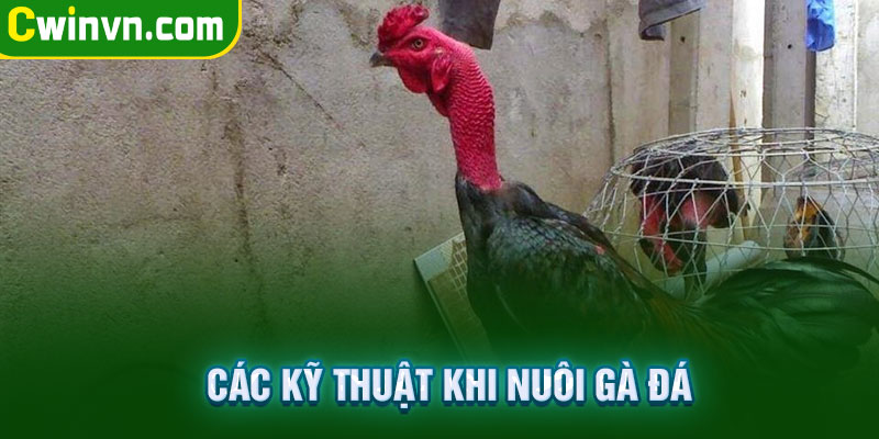 Các kỹ thuật khi nuôi gà đá Các kỹ thuật khi nuôi gà đá