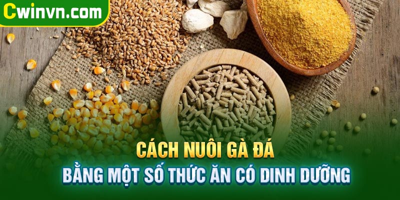 Cách nuôi gà đá bằng một số thức ăn có dinh dưỡng Cách nuôi gà đá bằng một số thức ăn có dinh dưỡng