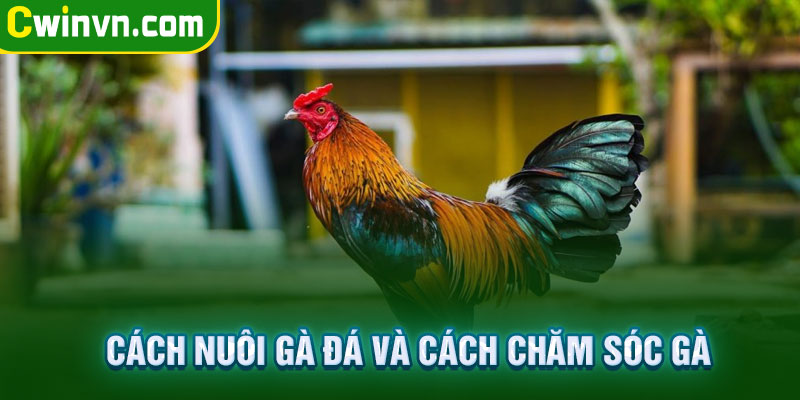 Cách nuôi gà đá và cách chăm sóc gà Cách nuôi gà đá và cách chăm sóc gà