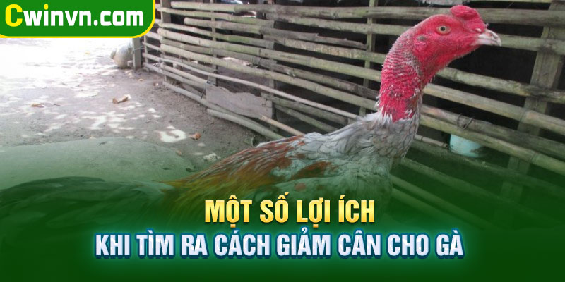 Các lợi ích khi giảm cân cho gà đá