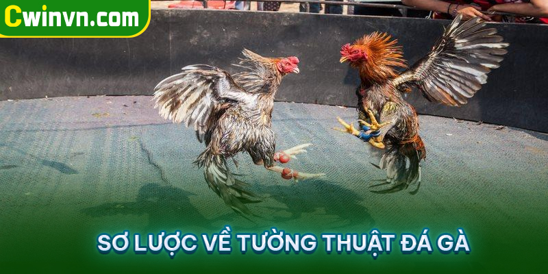 Sơ lược về tường thuật đá gà Sơ lược về tường thuật đá gà