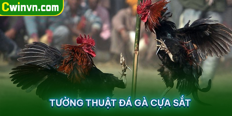Tường thuật đá gà cựa sắt Tường thuật đá gà cựa sắt