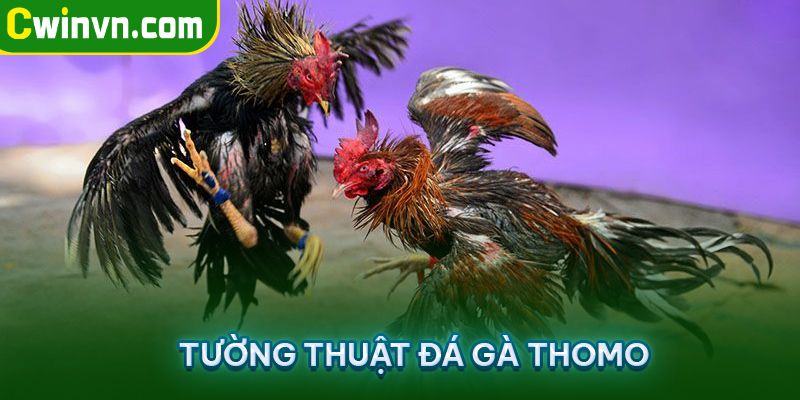 Tường thuật đá gà Thomo Tường thuật đá gà Thomo