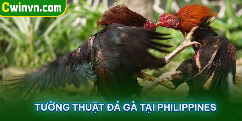 Tường thuật đá gà tại Philippines Tường thuật đá gà tại Philippines