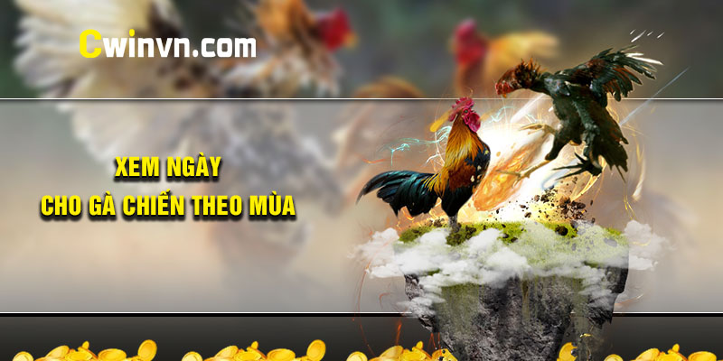 Xem ngày cho gà chiến theo mùa Xem ngày cho gà chiến theo mùa