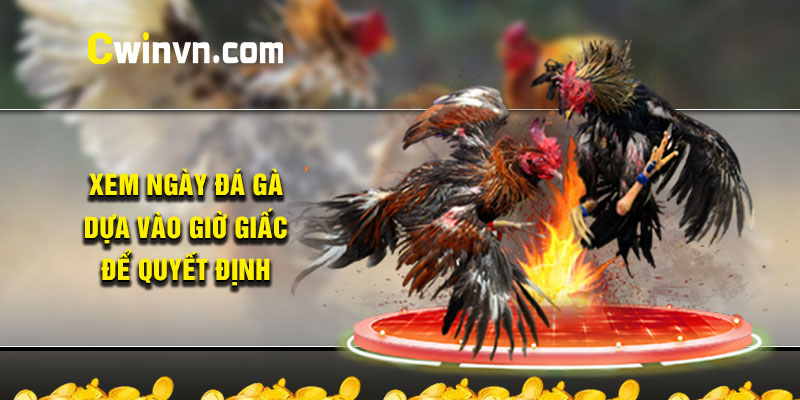 Xem ngày đá gà - Dựa vào giờ giấc để quyết định Xem ngày đá gà - Dựa vào giờ giấc để quyết định